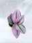 Çok Avantajlı Serada Decor&plant Pembe Telgraf Çiçeği Tradescantia Nanouk 5.5 cm Saksı 2