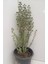 Origanum Microphyllum Minik Yapraklı Mercanköşk Fidesi 10-30 cm 1