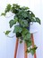 Canlı Duvar Sarmaşığı (Hedera Helix) 40-60CM – Gölgeye Dayanıklı 4