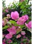 Çok Satan Açık Pembe Begonvil (40 60 Cm)1 Adet Saksılı Iç/ Dış Mekan Bitkisi Bougainvillea 3