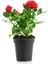 Avantajlı Kırmızı Gül 2 Adet Saksılı (40-60CM) Aşılı Gül Bahçe Bitkisi (Red Roses) 4