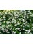 Arap Yasemin 70 Cm+ Boy Jasminum Sambac 3
