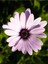 Kampanyalı 1 Adet Pembe Bodrum Papatyası Çiçeği 20-40CM Tüplü Çiçekli Bodur Bitkiler Bodrum Daisy 3