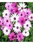 Kampanyalı 1 Adet Pembe Bodrum Papatyası Çiçeği 20-40CM Tüplü Çiçekli Bodur Bitkiler Bodrum Daisy 5