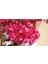 Uzaybahçesi Begonvil Fidanı Koyu Pembe/kırmızı Renk 50-100 cm 1