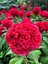 Favori Ürün Horoz Ibiği Karışık (10 30 Cm) 10 Adet Saksılı/tüplü Amaranthus Caudatus 1