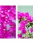 Çok Satan 1 Adet Pembe Renk Begonvil Çiçeği 30-60 cm Tüplü Çiçekli Bodur Bitkiler Bougainvillea 1