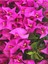 Çok Satan 1 Adet Pembe Renk Begonvil Çiçeği 30-60 cm Tüplü Çiçekli Bodur Bitkiler Bougainvillea 2