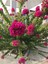 Çok Satan 1 Adet Pembe Renk Begonvil Çiçeği 30-60 cm Tüplü Çiçekli Bodur Bitkiler Bougainvillea 3
