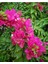 Çok Satan 1 Adet Pembe Renk Begonvil Çiçeği 30-60 cm Tüplü Çiçekli Bodur Bitkiler Bougainvillea 4