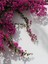 Çok Satan 1 Adet Pembe Renk Begonvil Çiçeği 30-60 cm Tüplü Çiçekli Bodur Bitkiler Bougainvillea 5