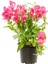 Çok Satan Pembe Aslanağzı Çiçeği (5 15 Cm)10 Adet Saksılı/ Tüplü Bahçe Balkon Bitkisi Antirrhinum 1