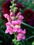 Çok Satan Pembe Aslanağzı Çiçeği (5 15 Cm)10 Adet Saksılı/ Tüplü Bahçe Balkon Bitkisi Antirrhinum 2