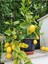 Çok Satan Bol Sulu Yediveren Limon (80 100 Cm)1 Adet Saksılı/ Tüplü Citrus Limon 1
