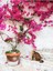Çok Satan Pembe Çiçekli Begonvil (60 100 Cm)1 Adet Saksılı Iç/ Dış Mekan Bitkisi Bougainvillea 1