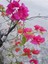 Çok Satan Pembe Çiçekli Begonvil (60 100 Cm)1 Adet Saksılı Iç/ Dış Mekan Bitkisi Bougainvillea 2