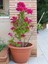 Çok Satan Pembe Çiçekli Begonvil (60 100 Cm)1 Adet Saksılı Iç/ Dış Mekan Bitkisi Bougainvillea 3