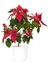 Çok Satan Atatürk Çiçeği Kırmızı Renkli (30 40 Cm)1 Adet Saksılı Çiçekli Bodur Bitki Poinsettia 3