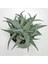 Kampanyalı Aloe White Beauty Sukulent Bitkisi 1