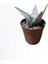 Kampanyalı Aloe White Beauty Sukulent Bitkisi 2