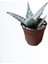 Kampanyalı Aloe White Beauty Sukulent Bitkisi 3