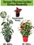 Favori Ürün Kartopu Viburnum 1 Adet+Kırmızı Mandevilla 1 Adet+Yaprak Güzeli Hediye Bahçe Bitkisi 1