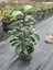 Favori Ürün Kartopu Viburnum 1 Adet+Kırmızı Mandevilla 1 Adet+Yaprak Güzeli Hediye Bahçe Bitkisi 2