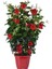 Favori Ürün Kartopu Viburnum 1 Adet+Kırmızı Mandevilla 1 Adet+Yaprak Güzeli Hediye Bahçe Bitkisi 3