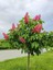 Favori Ürün Pembe Çiçekli Oya Çiçeği Fidanı (45 80 Cm)1 Adet Saksılı Dış Mekan Lagerstroemia Indica 3