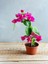 Çok Satan Pembe Çiçekli Begonvil (20 40 Cm)1 Adet Saksılı Çiçekli Iç/ Dış Mekan Bitkisi Bougainvillea 1
