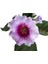 Çok Avantajlı Gloxinia - Bardak Menekşe (Mor - Beyaz Çiçekli) 1
