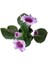 Çok Avantajlı Gloxinia - Bardak Menekşe (Mor - Beyaz Çiçekli) 2