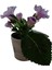 Çok Avantajlı Gloxinia - Bardak Menekşe (Mor - Beyaz Çiçekli) 3