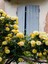 Avantajlı Sarı Sarmaşık Gül Fidanı Kokulu (90 140 Cm)1 Adet Tüplü Aşılı Gül Yellow Rose 3