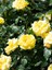 Avantajlı Sarı Sarmaşık Gül Fidanı Kokulu (90 140 Cm)1 Adet Tüplü Aşılı Gül Yellow Rose 4