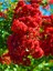 Favori Ürün Kırmızı Renkli Oya Çiçeği Fidanı (30 80 Cm)1 Adet Dış Mekan Ağaç Lagerstroemia Indica 1