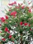 Favori Ürün Kırmızı Renkli Oya Çiçeği Fidanı (30 80 Cm)1 Adet Dış Mekan Ağaç Lagerstroemia Indica 2