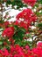 Favori Ürün Kırmızı Renkli Oya Çiçeği Fidanı (30 80 Cm)1 Adet Dış Mekan Ağaç Lagerstroemia Indica 3