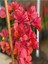 Çok Satan Sarmaşık Begonvil Çiçeği Mercan Rengi (40 50 Cm)1 Adet Saksılı Çiçekli Bitki Bougainvillea 2