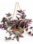 Kampanyalı Yeşil Alacalı Tradescantia Zebrina Çiçeği1 Adet Saksılı 30-50CM 3