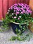 Kampanyalı Mor Kasımpatı Çiçeği (20 40 Cm)1 Adet Saksılı Bodur Bitki Chrysanthemum 4