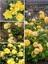 Avantajlı Yediveren Kokulu Açık Sarı (40 60 Cm) Tüplü/ Saksılı Aşılı Gül Yellow Rose 1