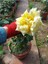 Avantajlı Yediveren Kokulu Açık Sarı (40 60 Cm) Tüplü/ Saksılı Aşılı Gül Yellow Rose 2