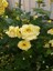 Avantajlı Yediveren Kokulu Açık Sarı (40 60 Cm) Tüplü/ Saksılı Aşılı Gül Yellow Rose 4
