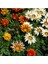 Çok Satan Karışık Renkli Gazanya (10 20 Cm)10 Adet Saksılı/ Tüplü Çiçekli Bodur Bitki Gazania 2