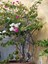 Çok Satan Çift Renkli Pembe Beyaz Begonvil (40 60 Cm)1 Adet Tüplü Iç/ Dış Mekan Bitki Bougainvillea 2