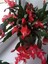 Kampanyalı 1 Adet Kırmızı Renk Yılbaşı Çiçeği 20-30 cm Saksılı Çiçekli Bodur Schlumbergera Truncata 2