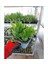Kampanyalı 1 Adet Kırmızı Renk Yılbaşı Çiçeği 20-30 cm Saksılı Çiçekli Bodur Schlumbergera Truncata 3