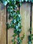 Dekoratif Duvar Sarmaşığı (Kaya Sarmaşığı) – 40-60 cm – Hedera Helix Türü 2