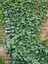 Dekoratif Duvar Sarmaşığı (Kaya Sarmaşığı) – 40-60 cm – Hedera Helix Türü 3